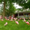 Flamingo for the